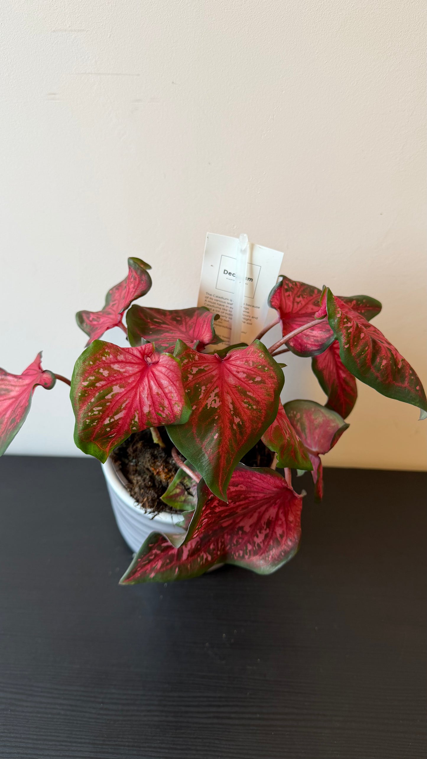 Caladium 2