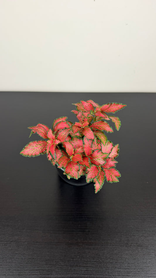 Fittonia 4
