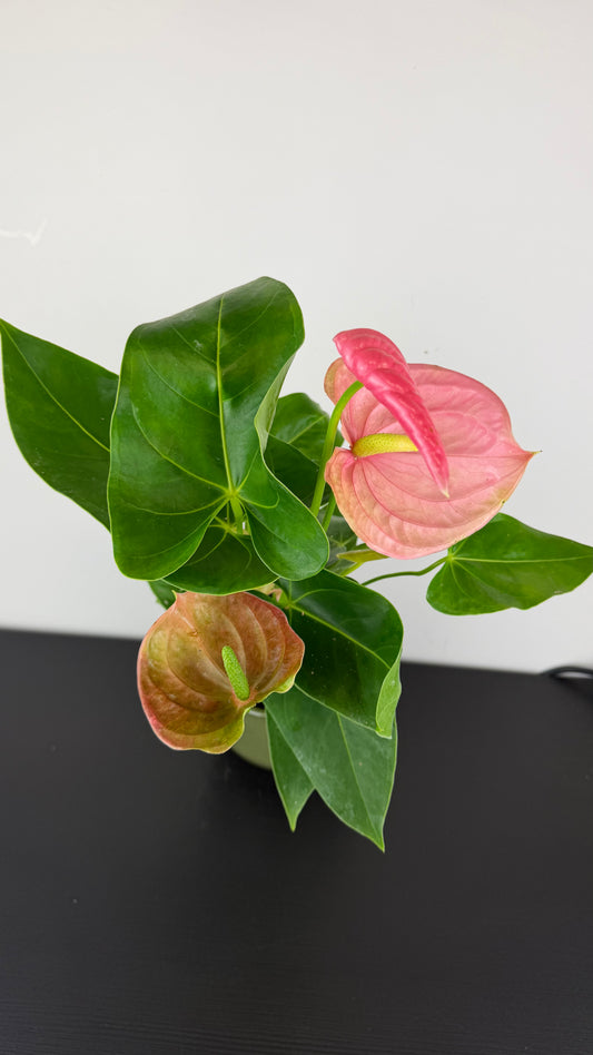 Anthurium Pink