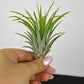 Tillandsia Air plant 2