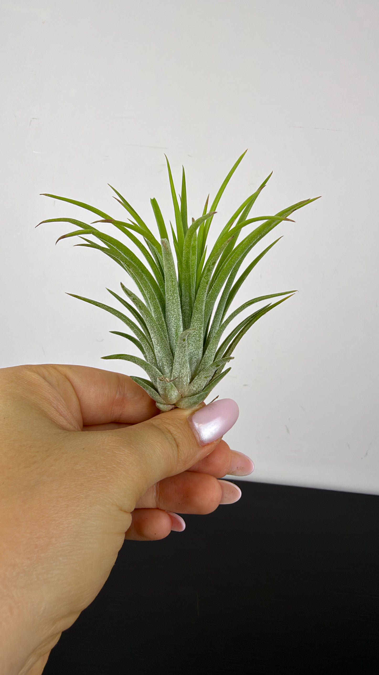 Tillandsia Air plant 2