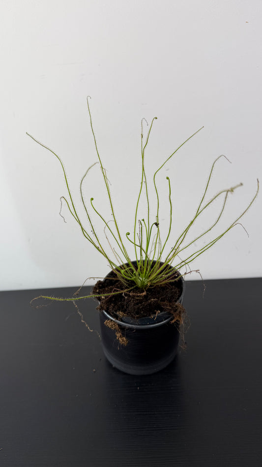 Drosera 2