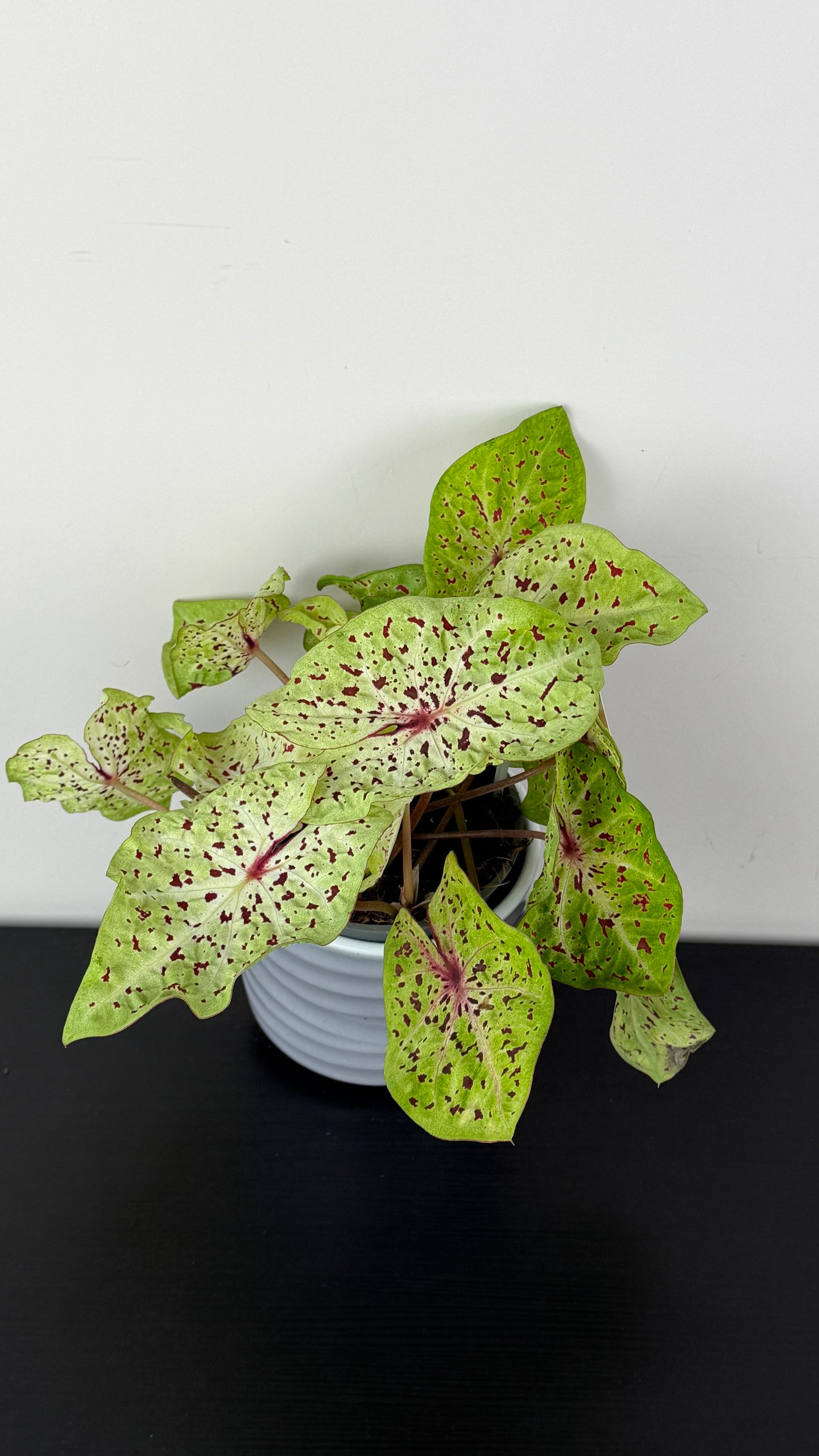 Caladium 4