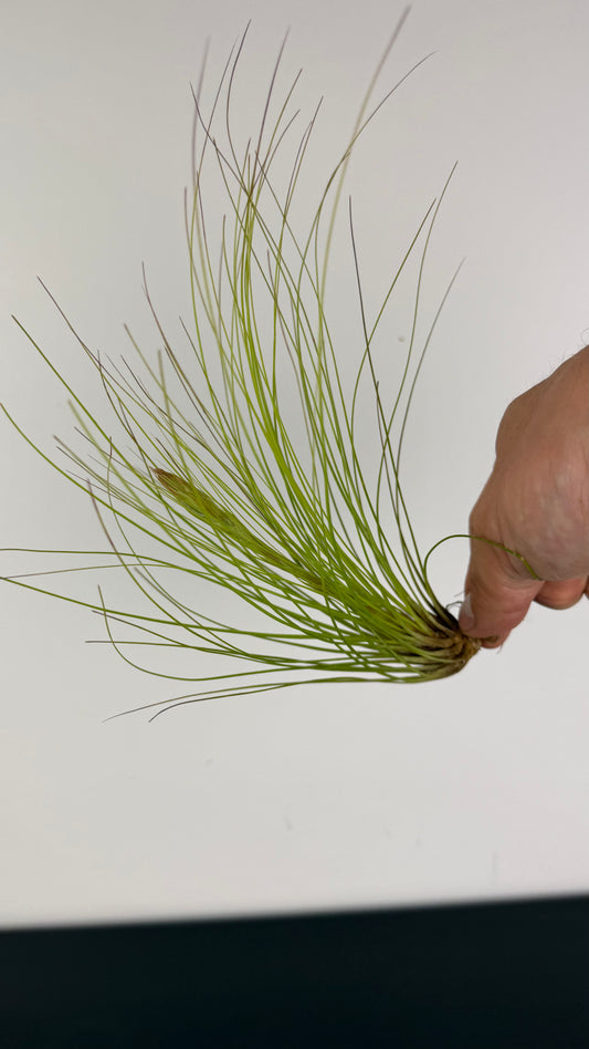Tillandsia Air plant 2