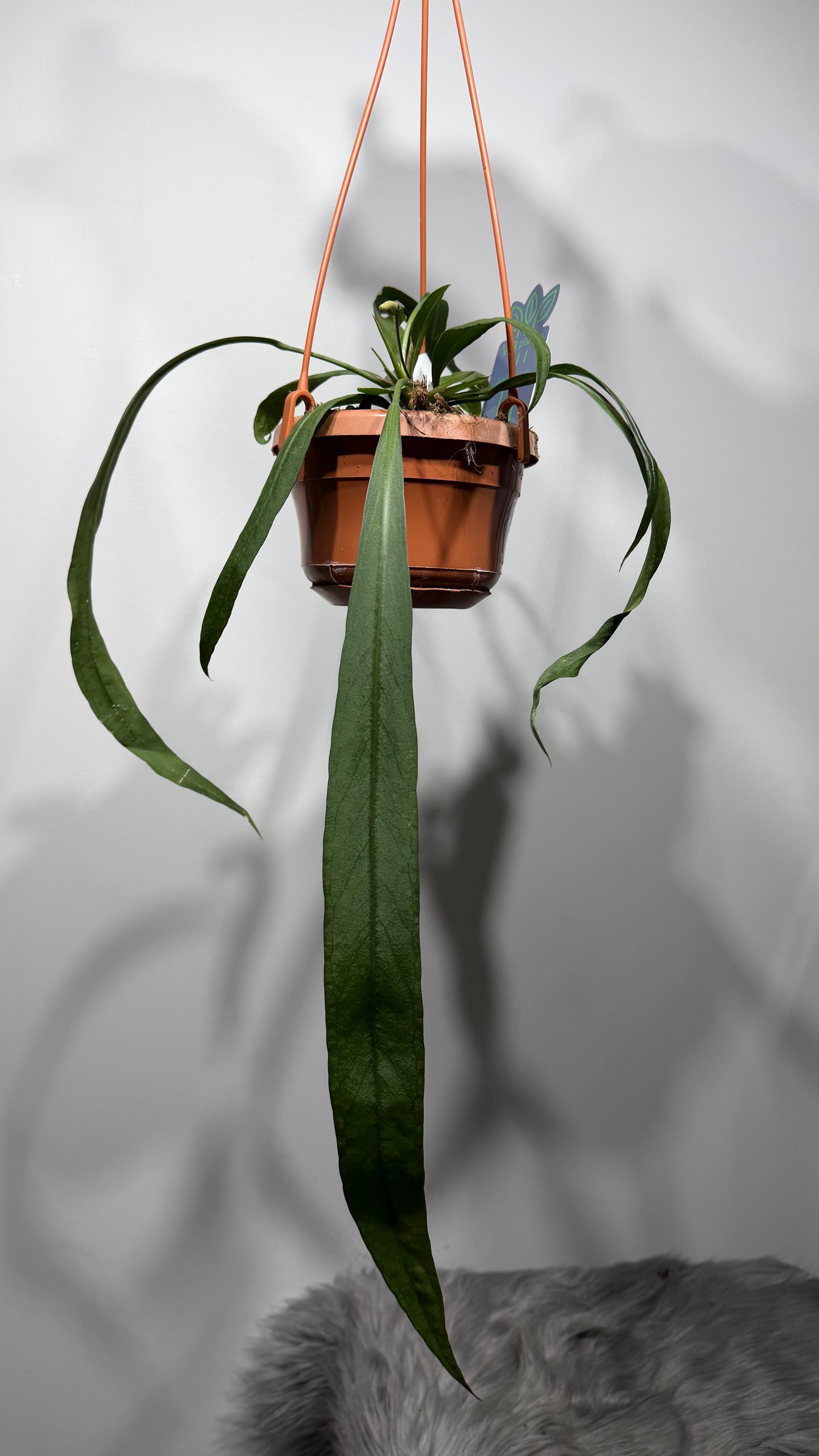 Anthurium vittariifolium