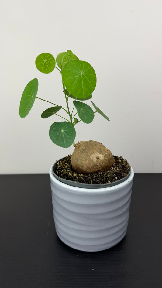 Stephania Pierrei Erecta