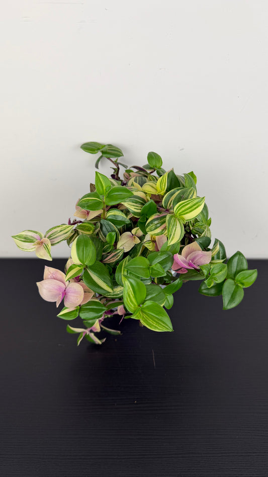 Tradescantia Quadricolor