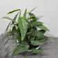Epipremnum Cebu Blue