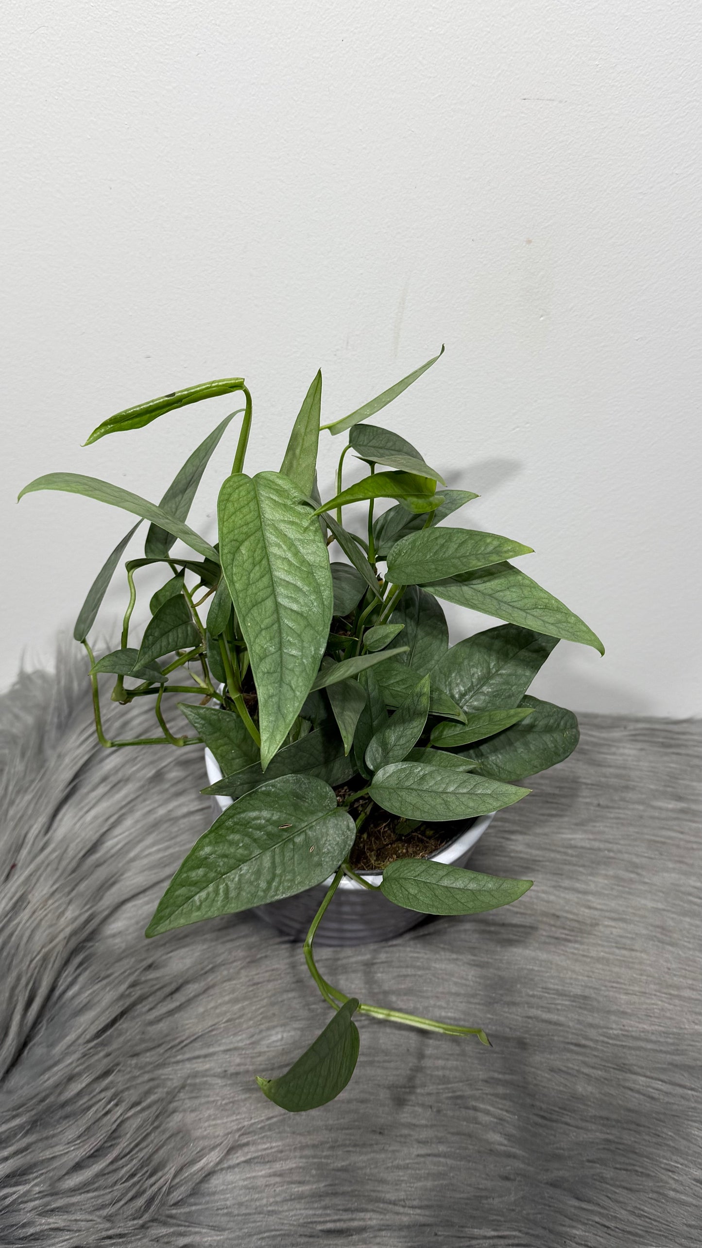 Epipremnum Cebu Blue