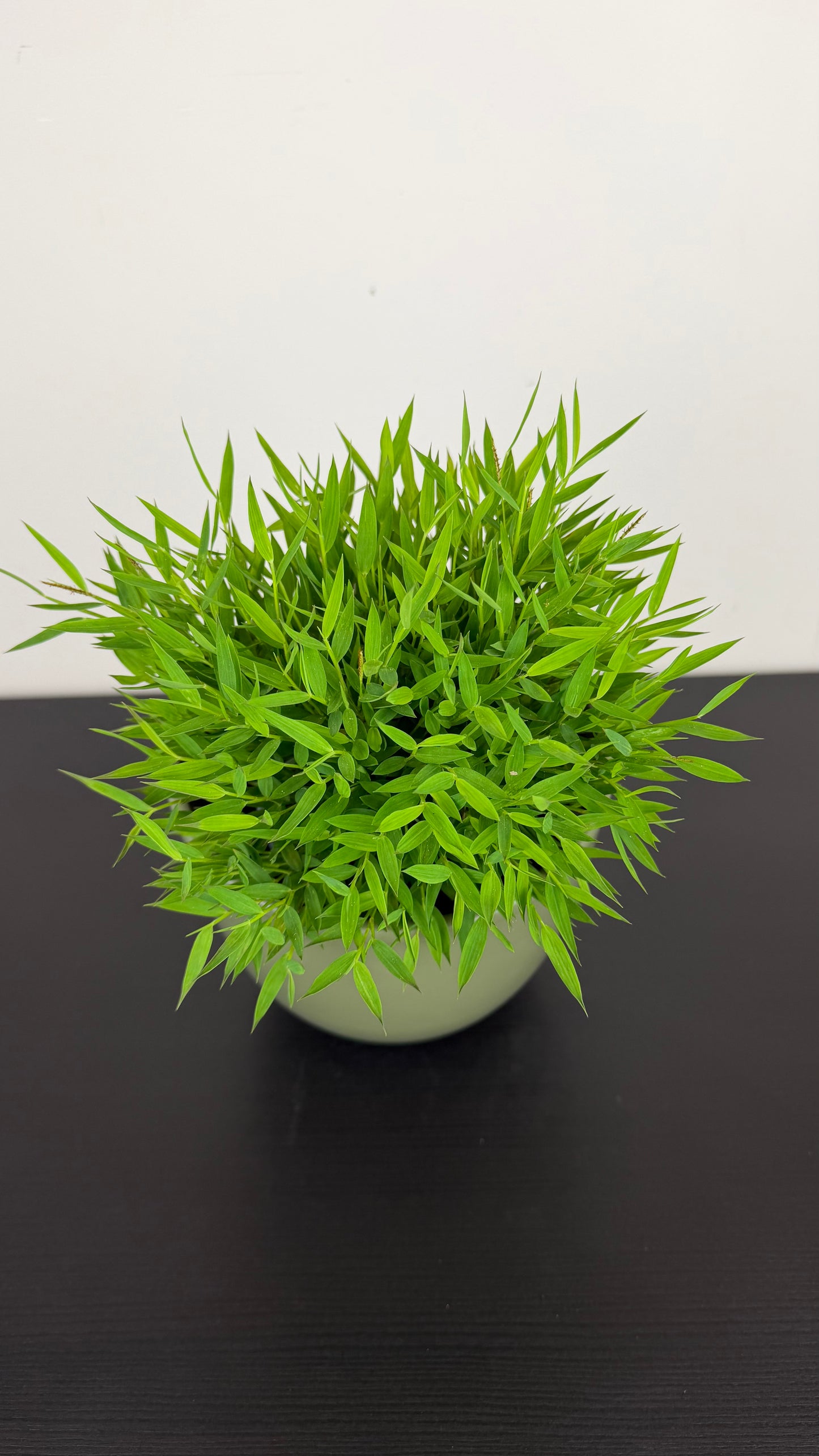 Pogonatherum Monica