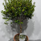 Myrtus Communis