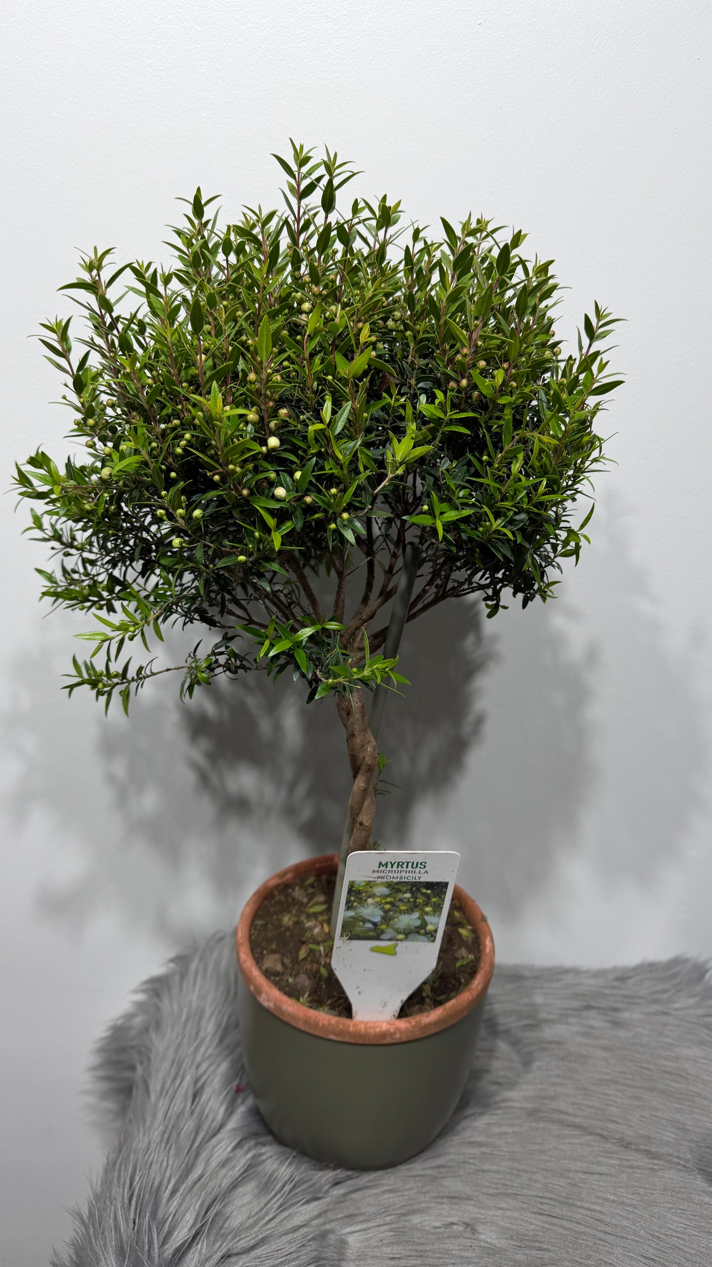 Myrtus Communis