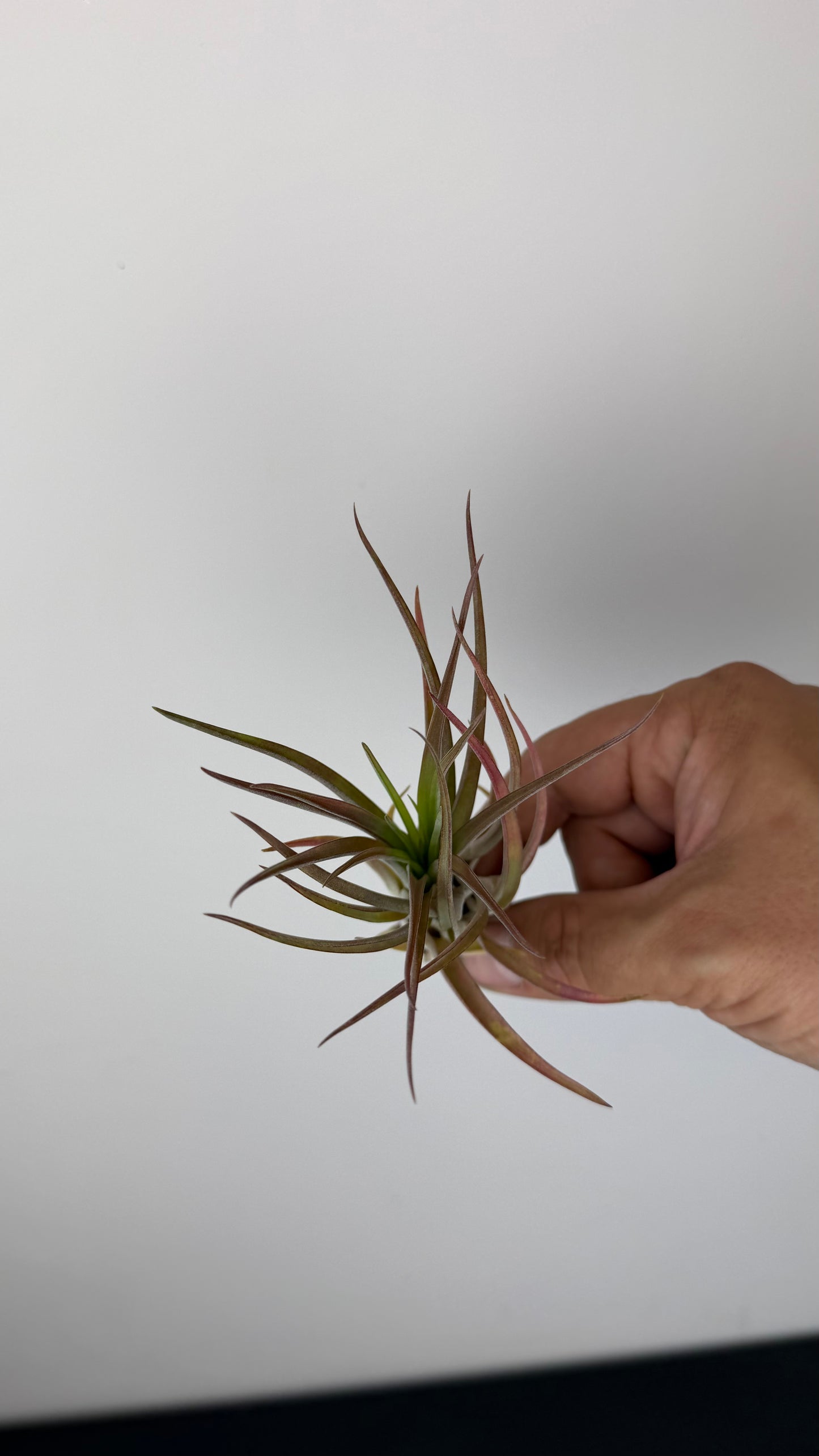 Tillandsia Air plant