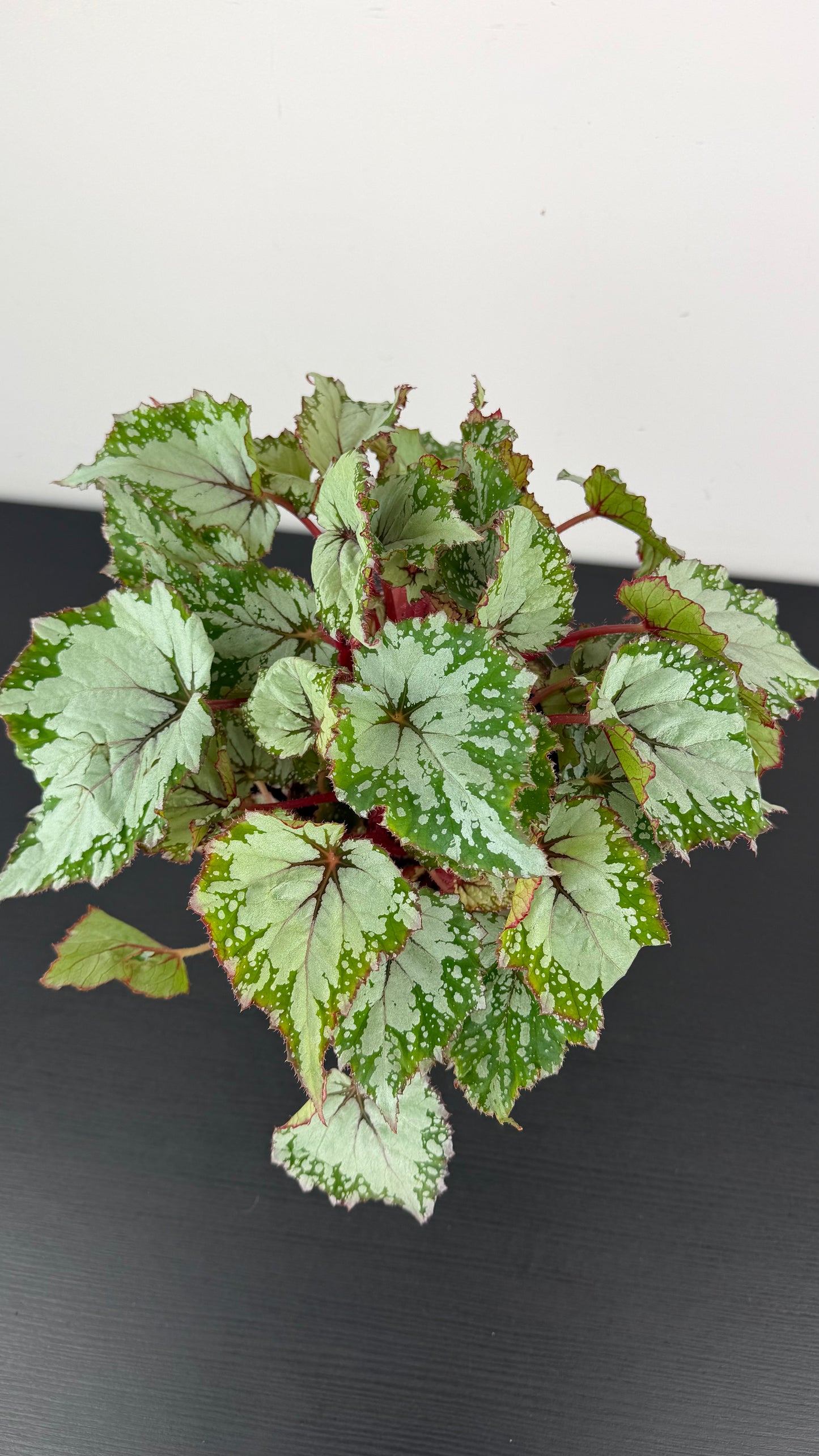 Begonia Beleaf 12