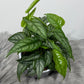 Monstera siltepecana