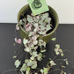 Ceropegia Woodii variegata  String of hearts variegata