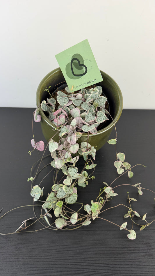 Ceropegia Woodii variegata  String of hearts variegata