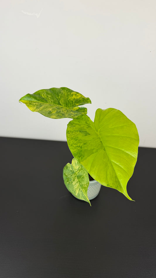 Alocasia Gageana Aurea