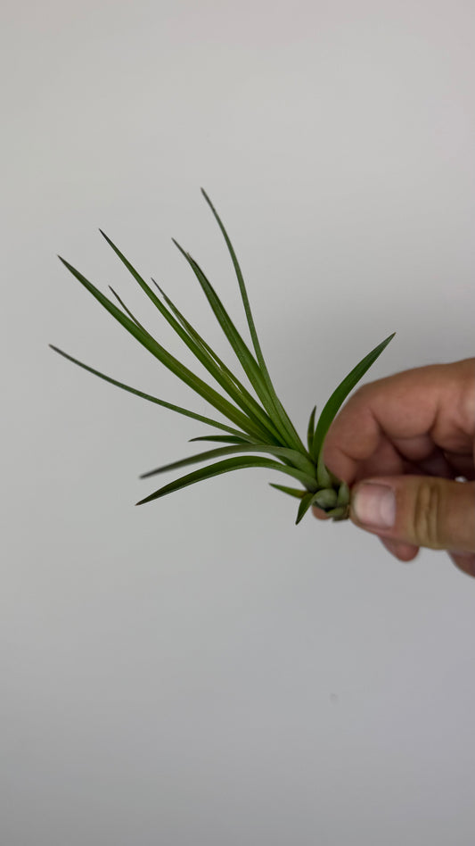 Tillandsia Air plant 2