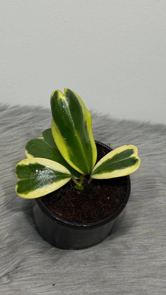 Hoya Kerrii Variegata