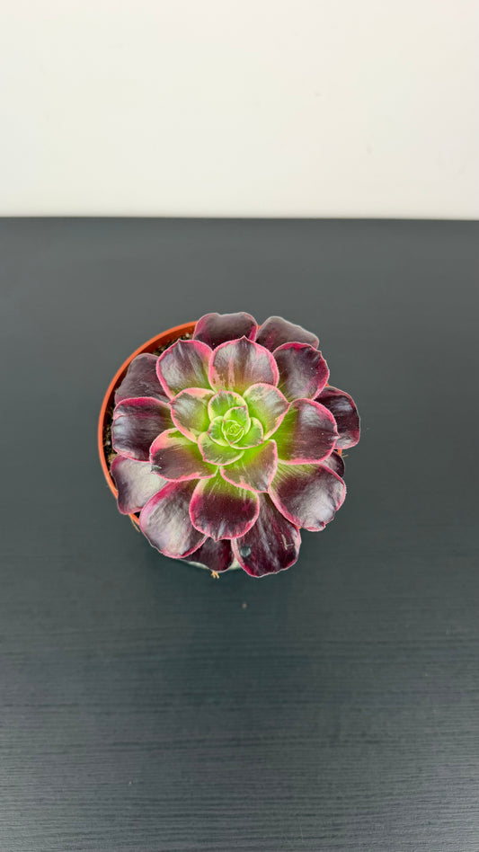 Aeonium 6