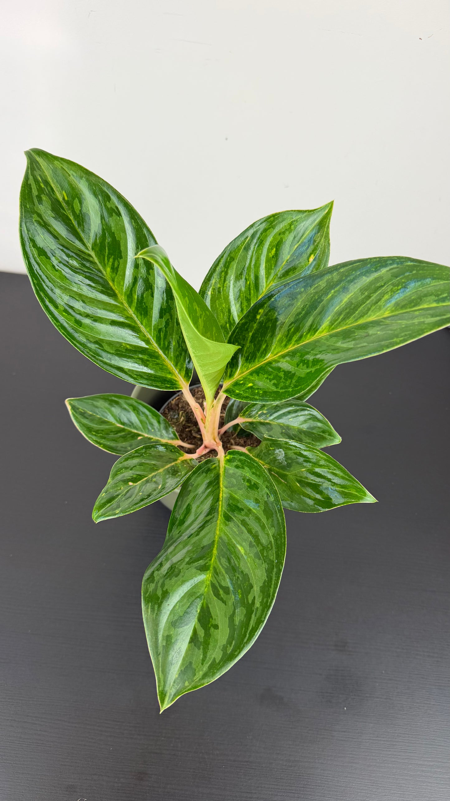 Aglaonema Peach Pearl