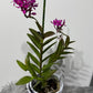 Epidendrum 1