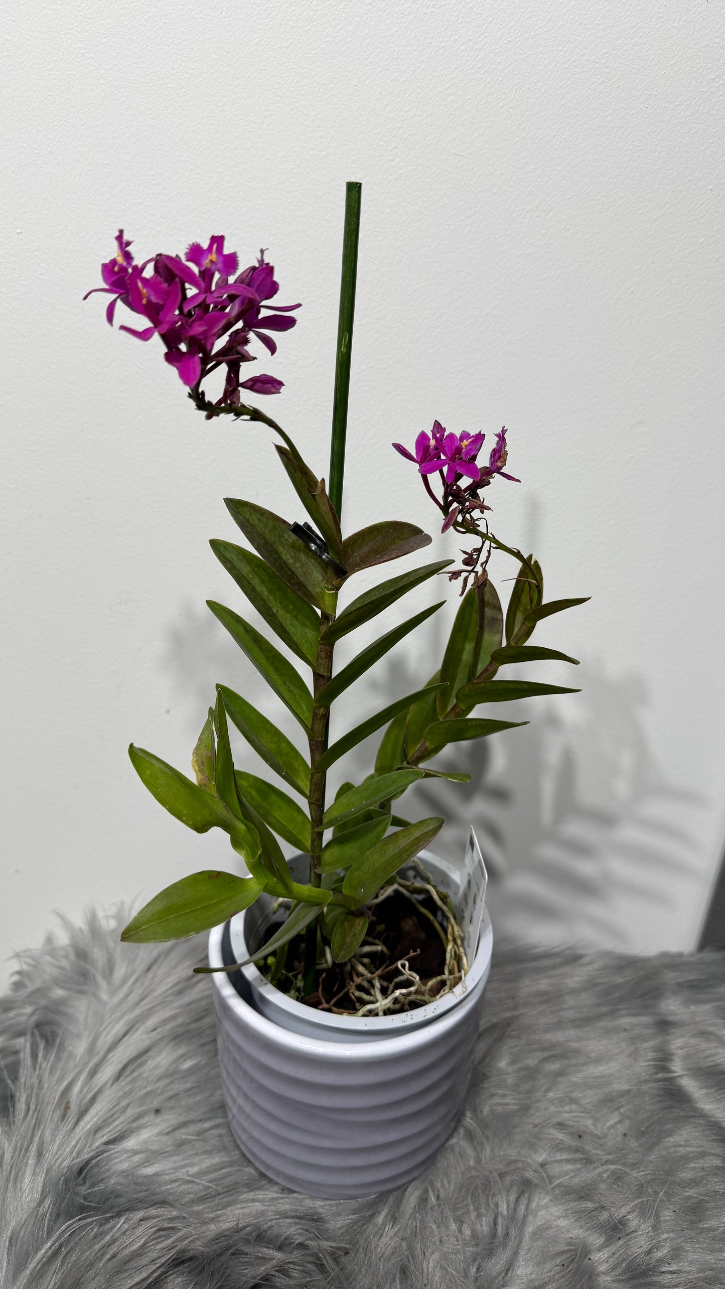 Epidendrum 1