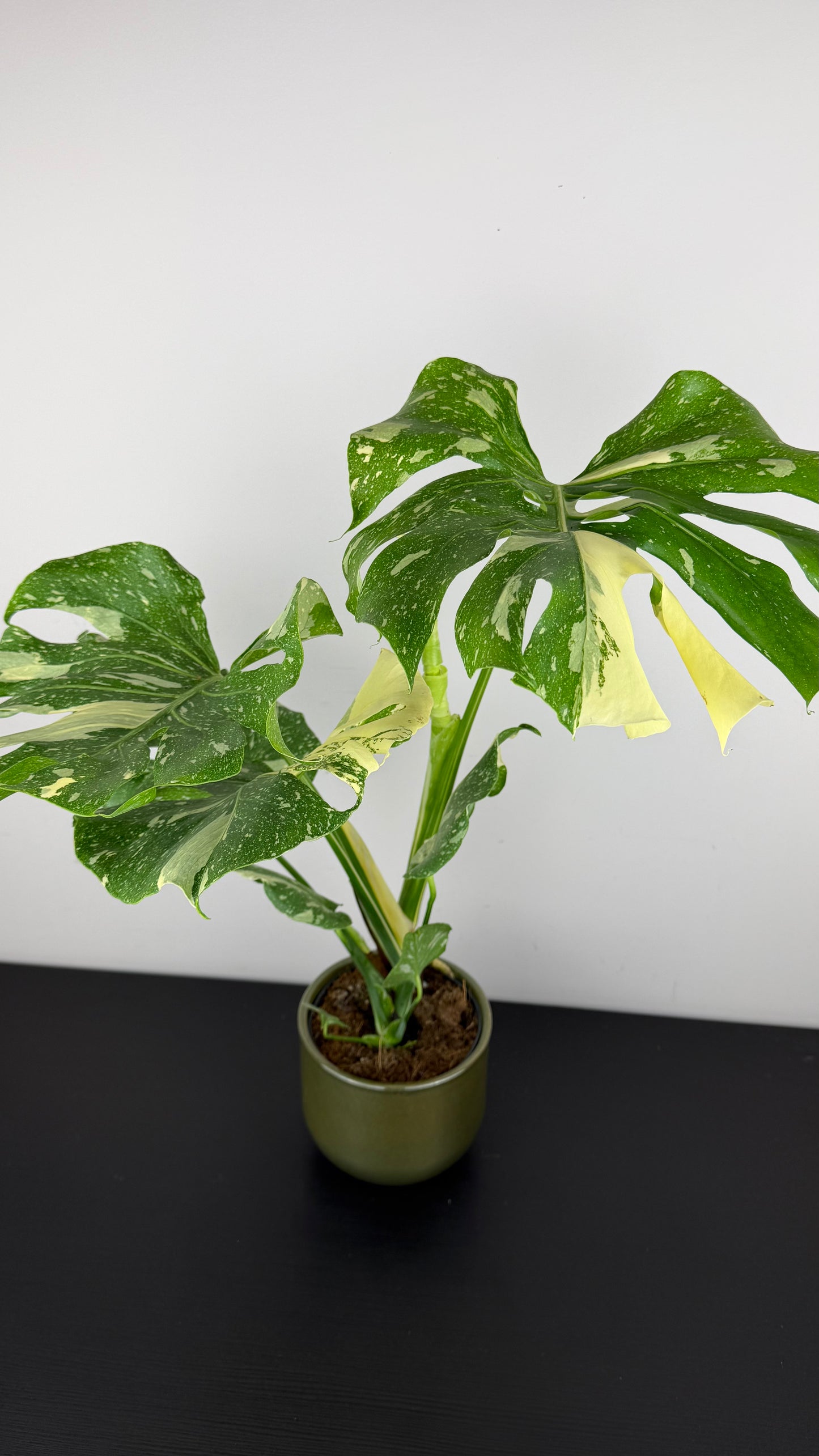 Monstera Thai Constellation