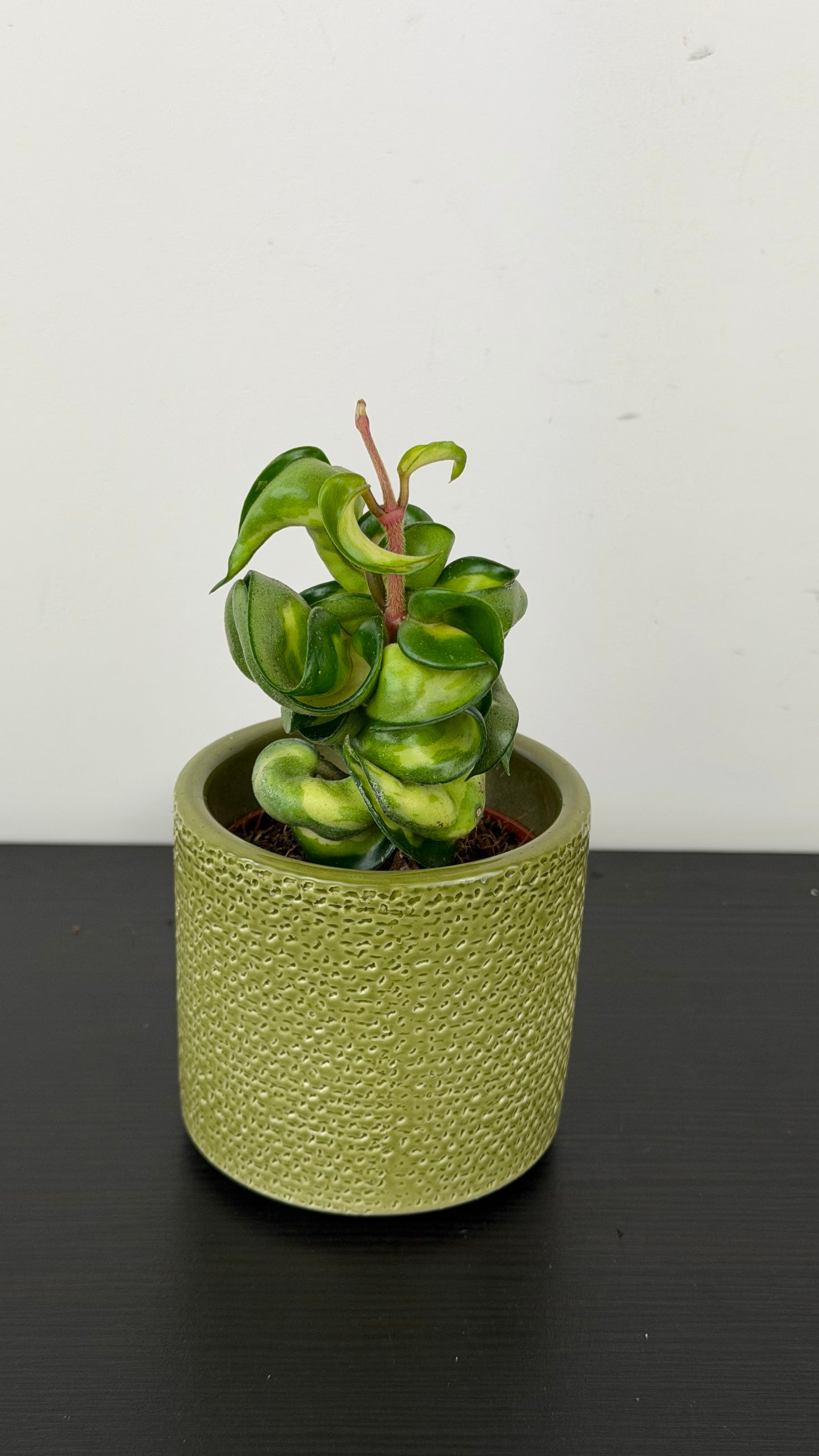 Hoya Compacta Mauna Loa