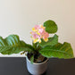 Streptocarpus 2