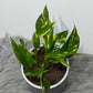 Epipremnum Hot Needle