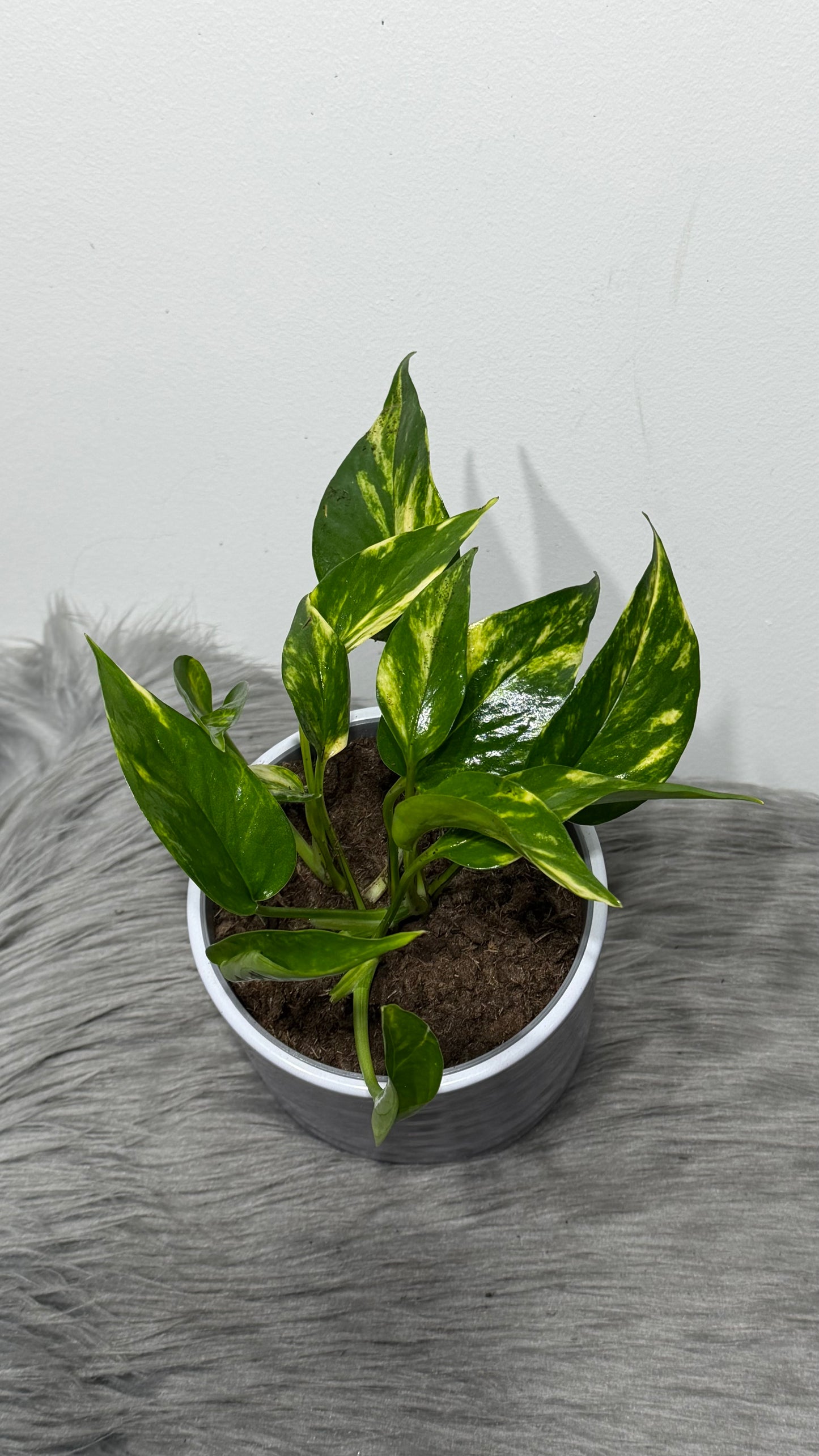 Epipremnum Hot Needle