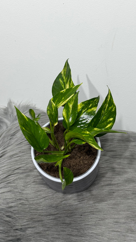 Epipremnum Hot Needle