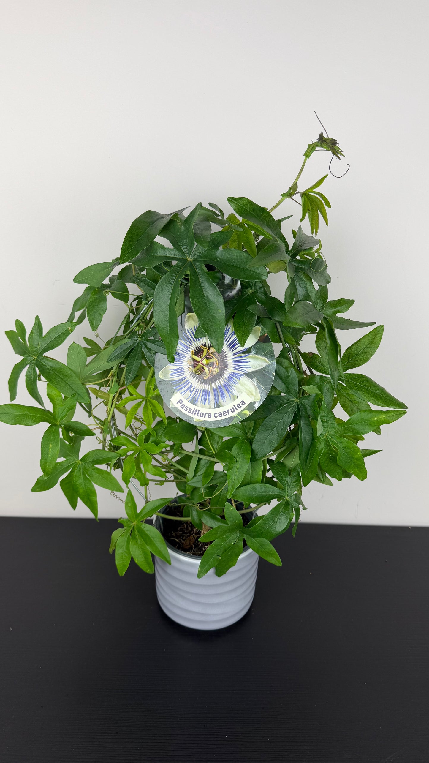 Passiflora Caerulea