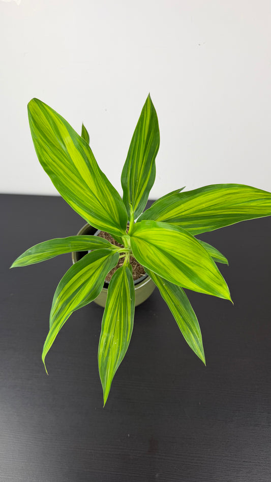 Cordyline 5