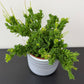 Rhipsalis Mesembryan
