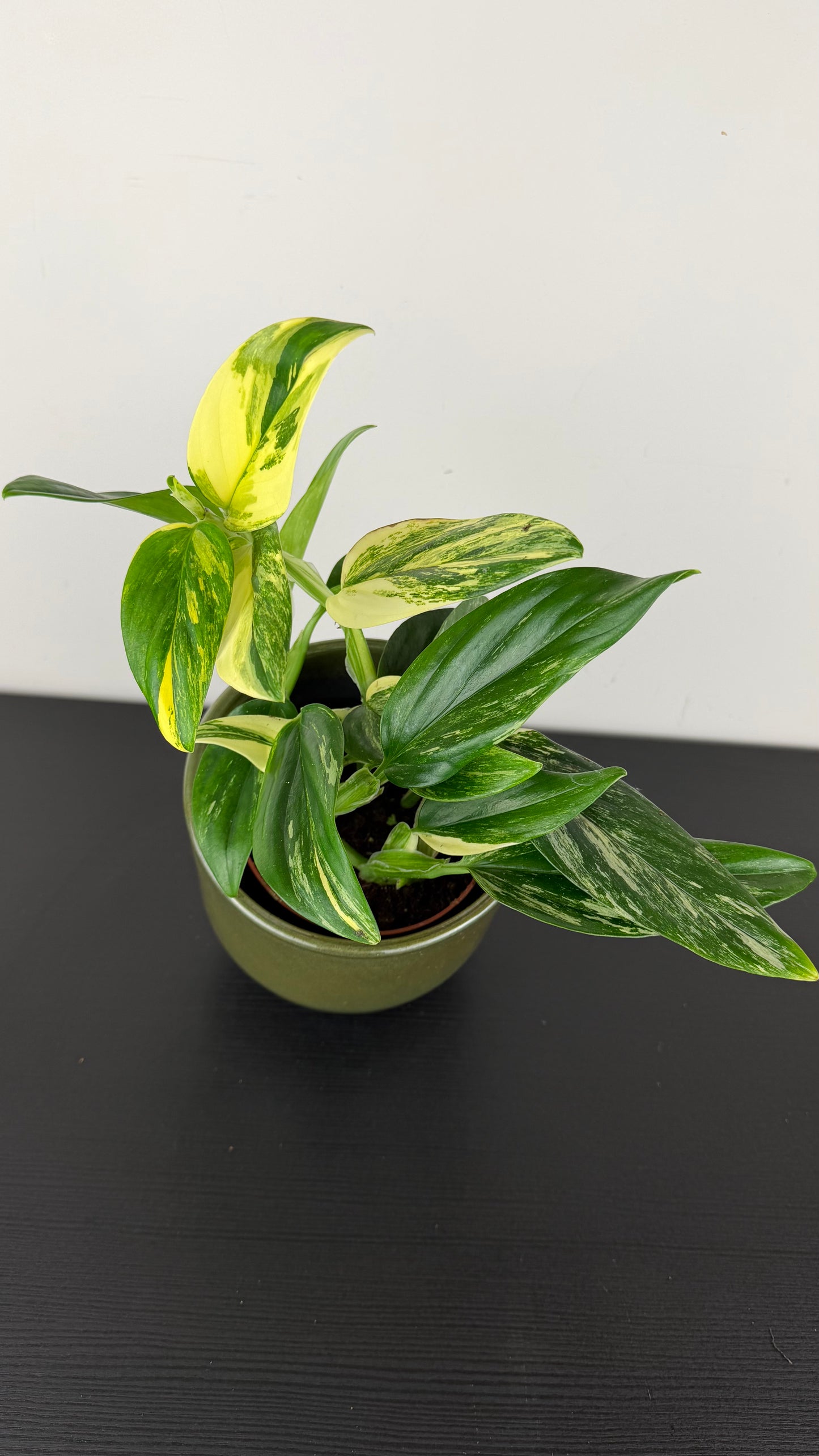 Monstera standleyana variegata