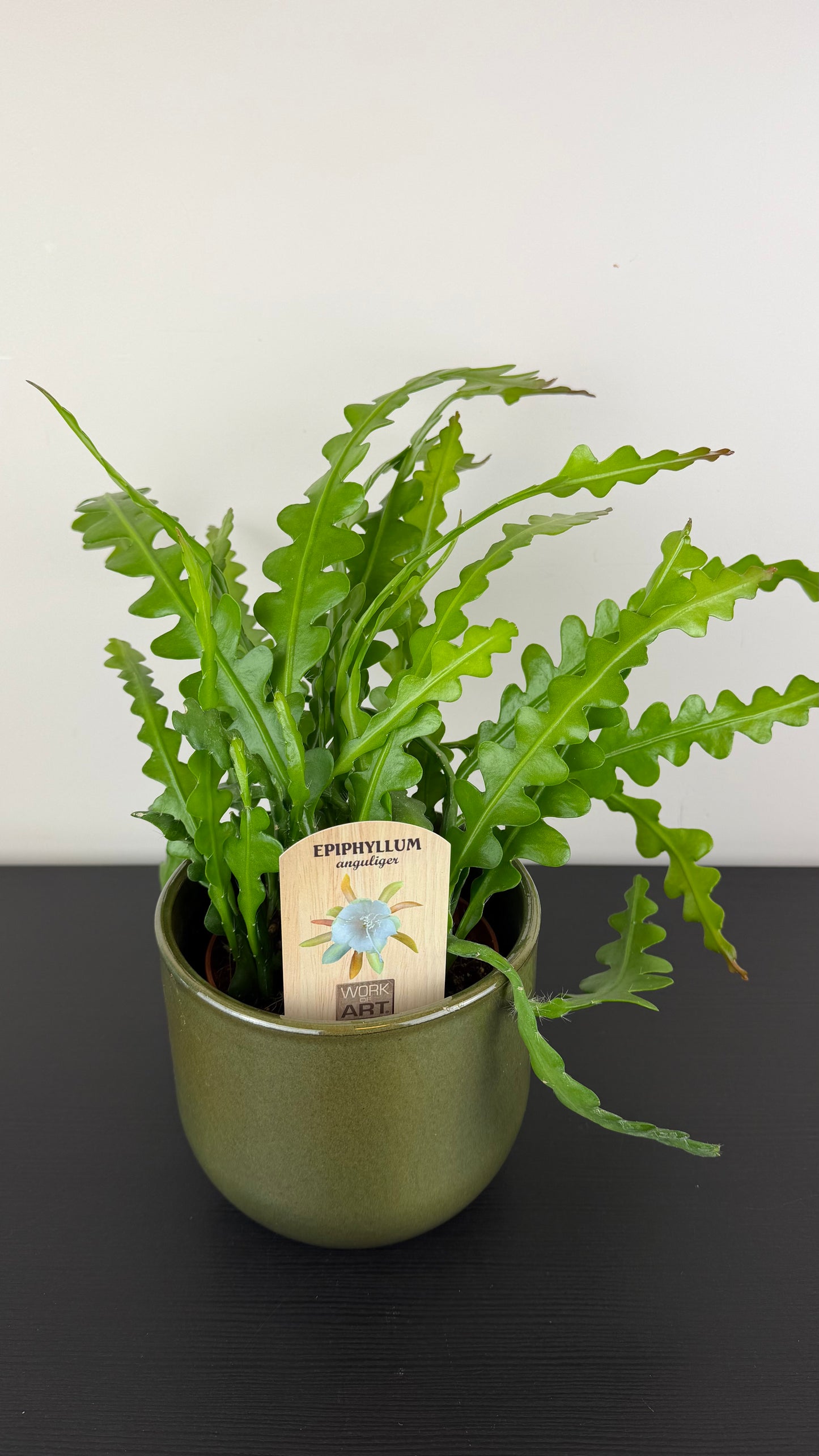 Epiphyllum Anguliger
