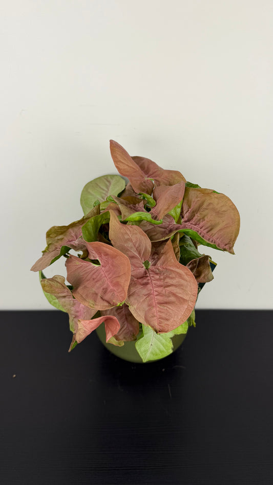 Syngonium Neon