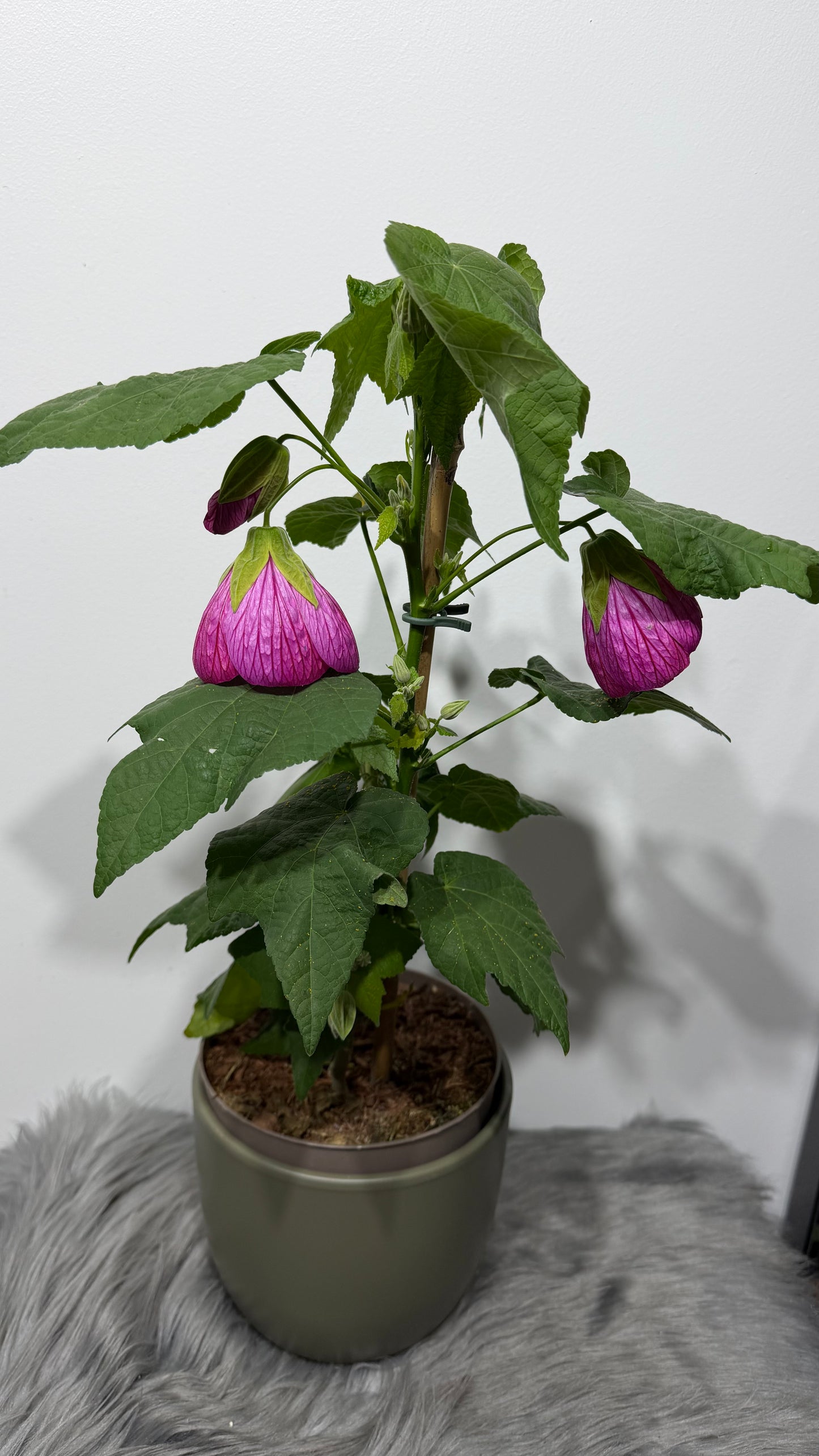 Abutilon Pink