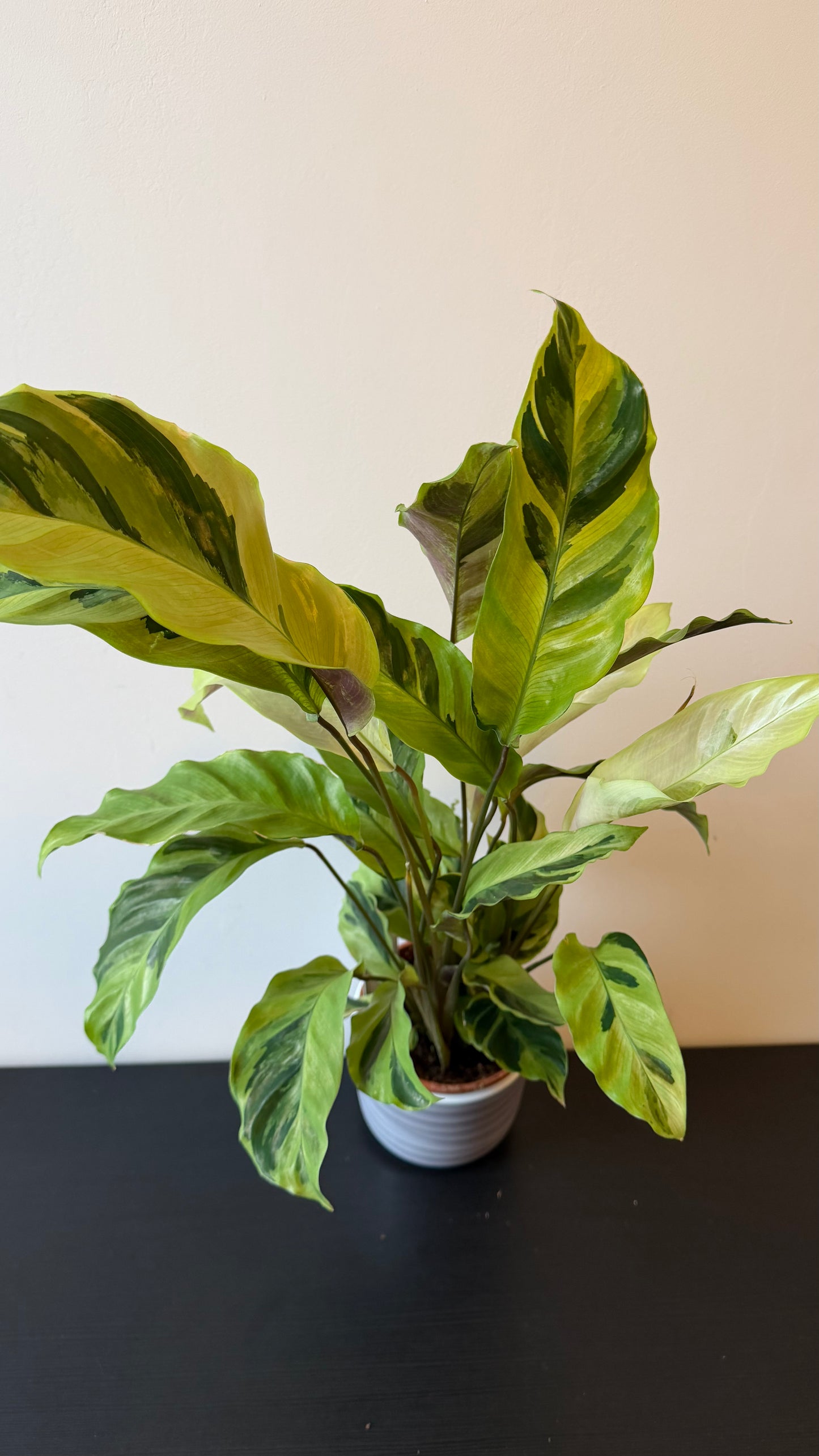 Calathea Fusion Yellow