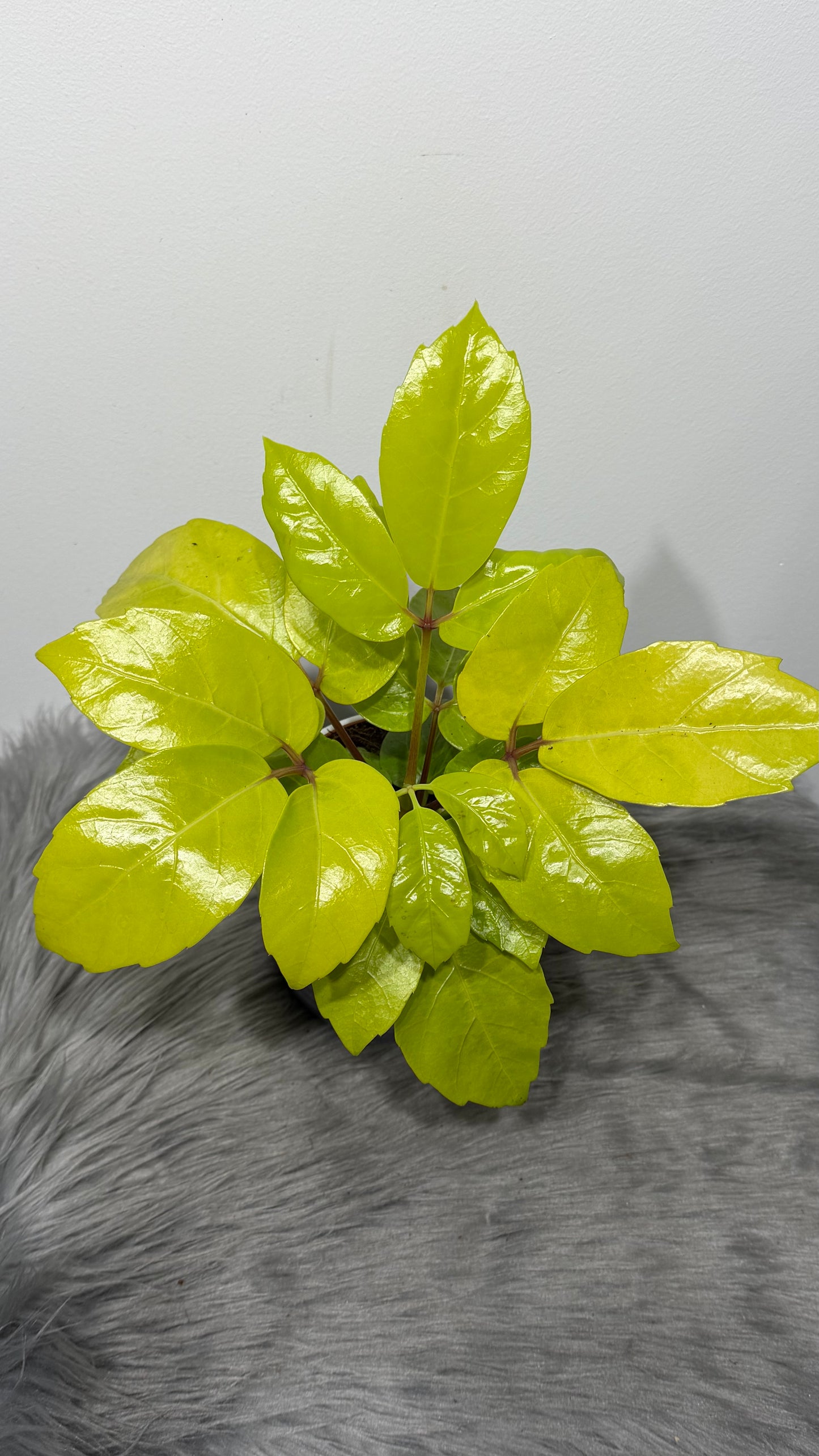 Schefflera Golden Amate
