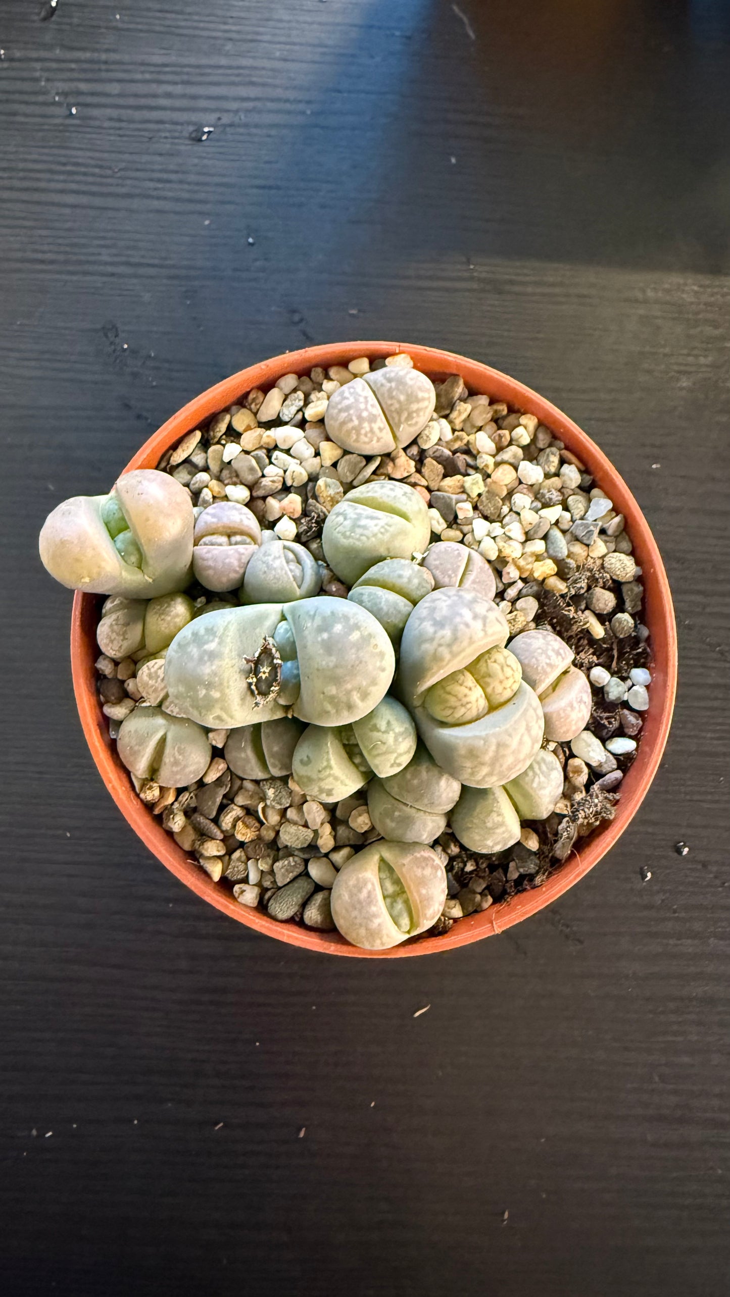 Lithops 4