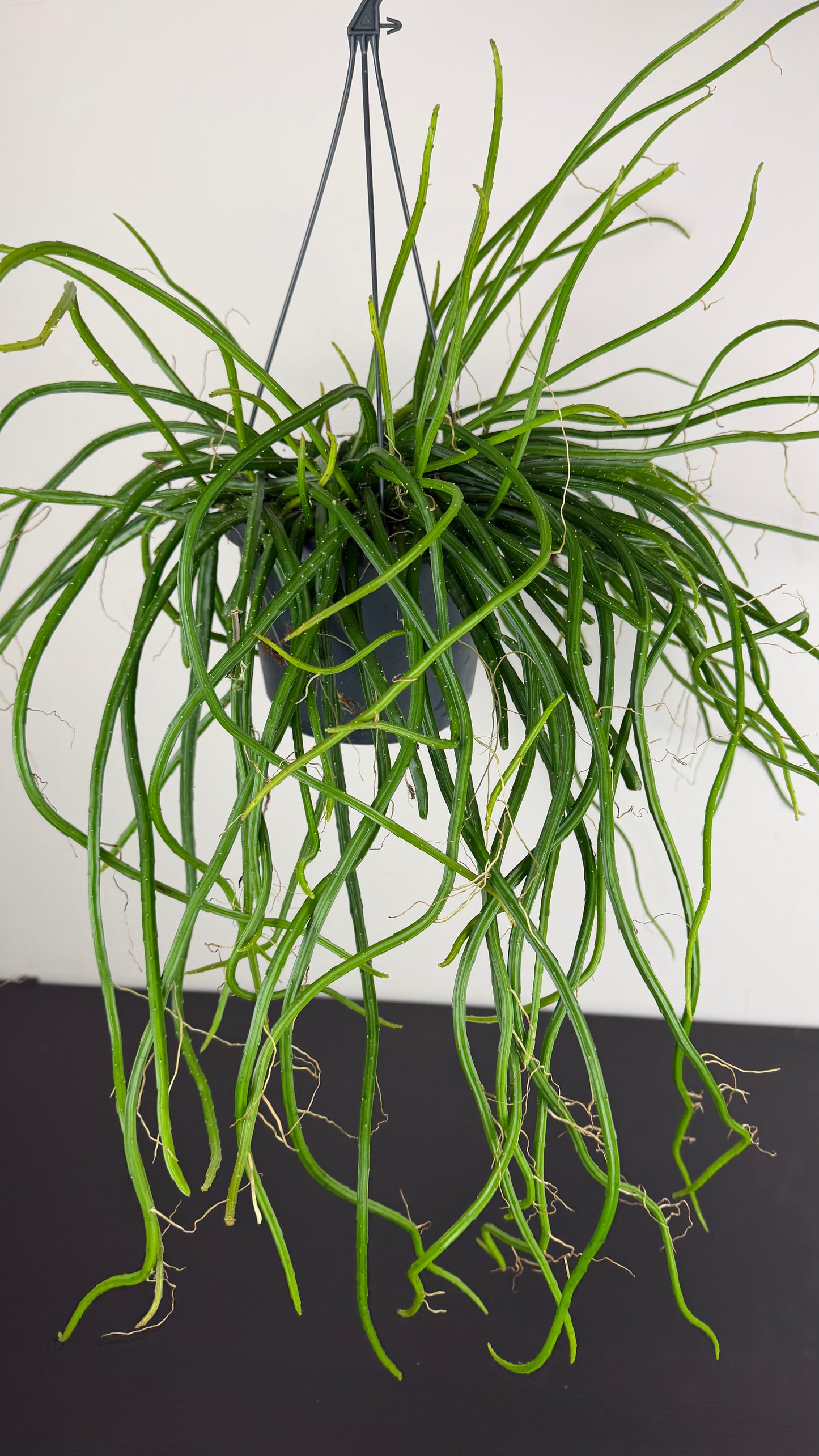 Selenicereus Wercklei
