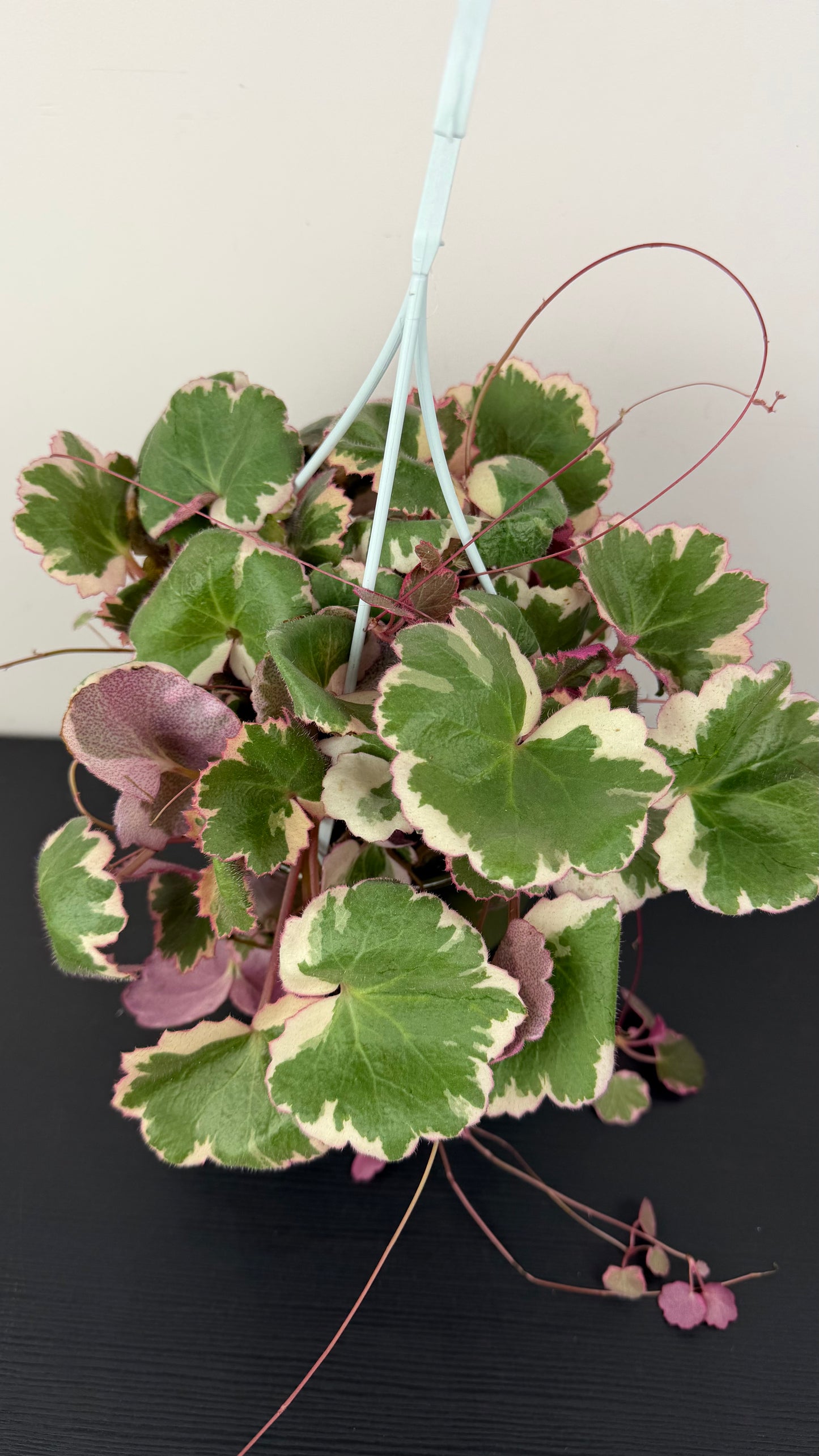 Saxifraga Tricolor