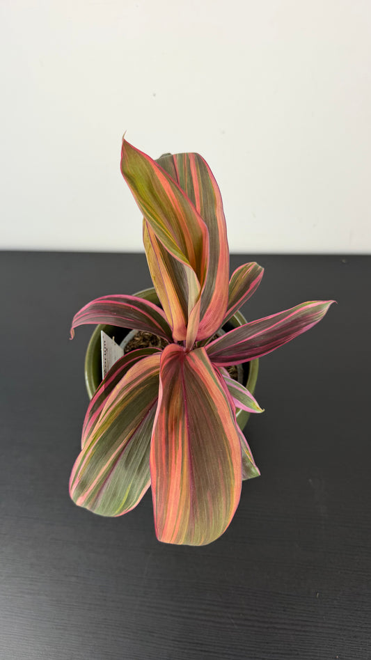 Cordyline 2