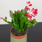 Schlumbergera Red