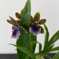 Zygopetalum Louisendorf 3