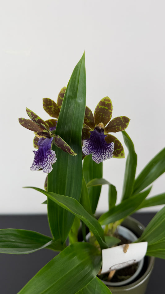 Zygopetalum Louisendorf 3
